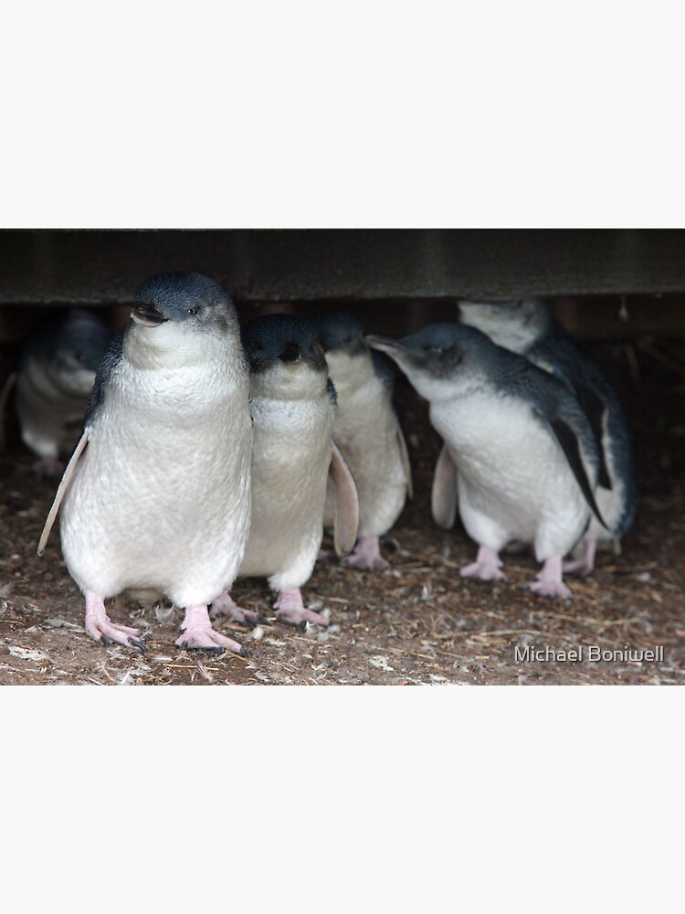 Australian baby penguins huddle for warmth by Chockstone
