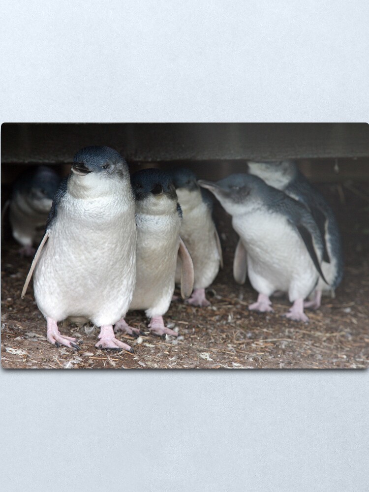 Alternate view of Australian baby penguins huddle for warmth Metal Print