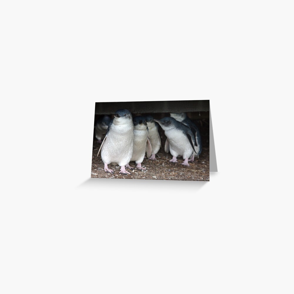  australian baby penguins huddle for warmth greeting card by