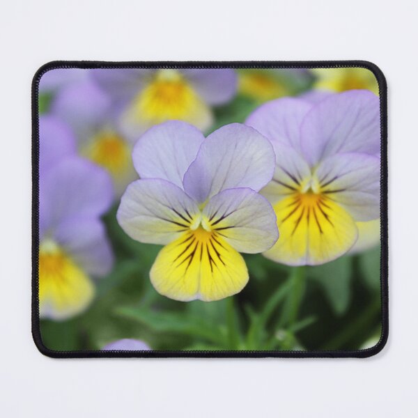 Item preview, Italian Garden photography - Pansy designed and sold by designenrich.