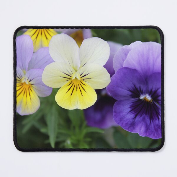 Item preview, Italian Garden Photography - Purple & Yellow Pansy designed and sold by designenrich.