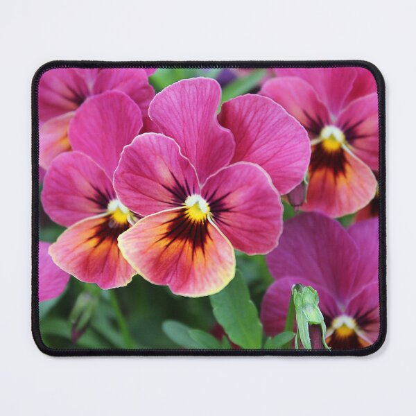 Item preview, European Garden Photography - Pink Pansy designed and sold by designenrich.