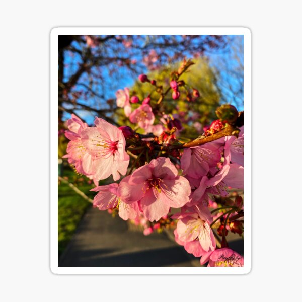 Item preview, Pink Blooms designed and sold by fieldfairy25.