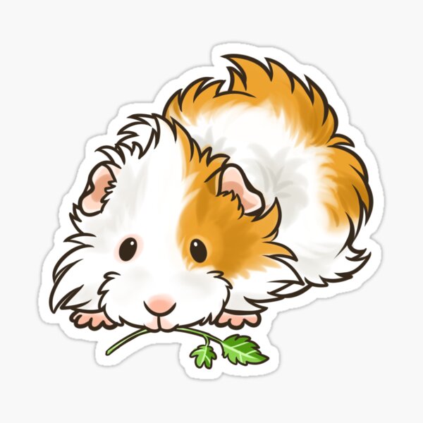Abyssinian Guinea Pig Gifts Merchandise Redbubble