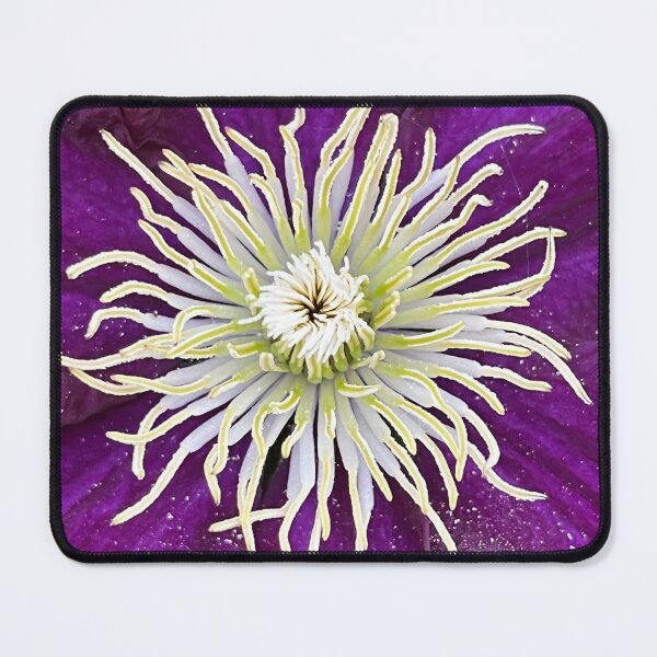 Item preview, Clematis Viticella upright designed and sold by Ponted.