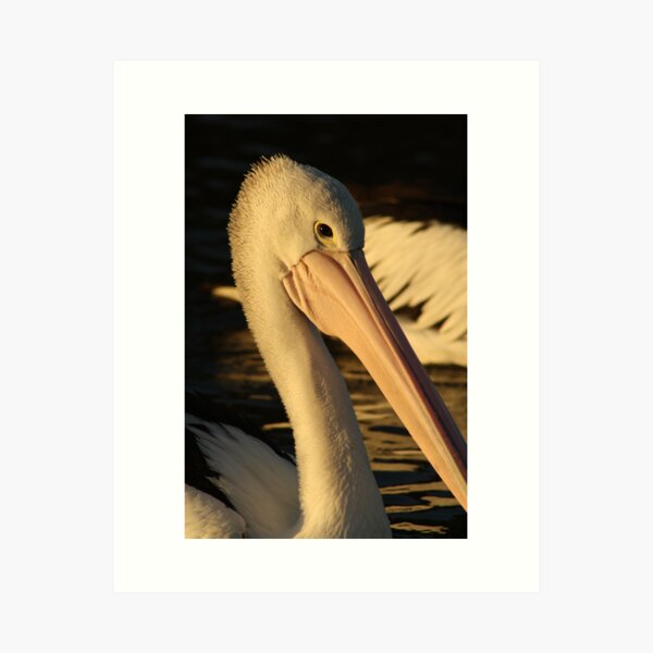 Item preview, Pelican Portrait designed and sold by Kellie Metcalf.