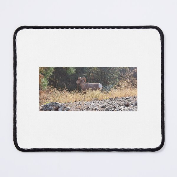 Item preview, Big Horn Ram off Westside Rd. Of Okanagan Lake designed and sold by Gregory Ewanowich.