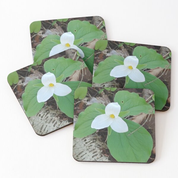 Item preview, One of Gatineau Park's Treasures designed and sold by Kissara.