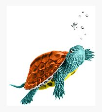 Squirtle Photographic Print