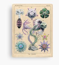 Echinoderms Plate Canvas Print