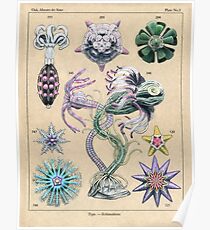 Echinoderms Plate Poster