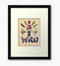 Bug Plate Framed Print