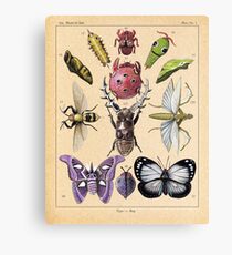 Bug Plate Canvas Print
