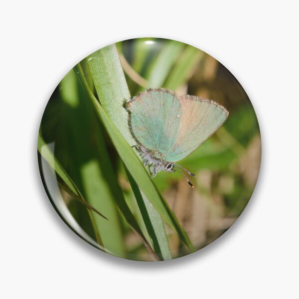 Item preview, Green hairstreak on green grass designed and sold by Jouko Lehto Photography.