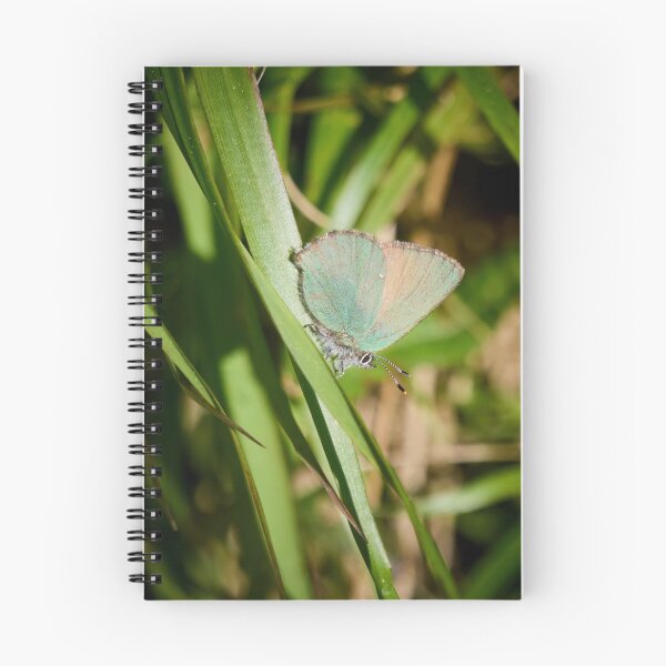 Item preview, Green hairstreak on green grass designed and sold by Jouko Lehto Photography.
