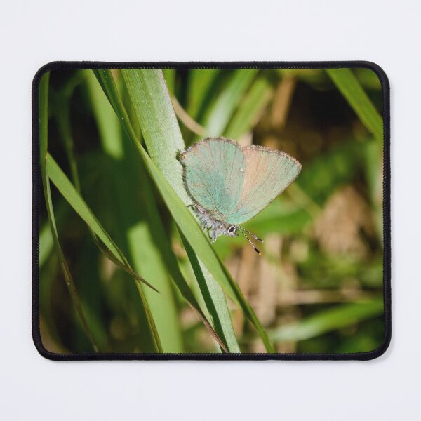 Item preview, Green hairstreak on green grass designed and sold by Jouko Lehto Photography.