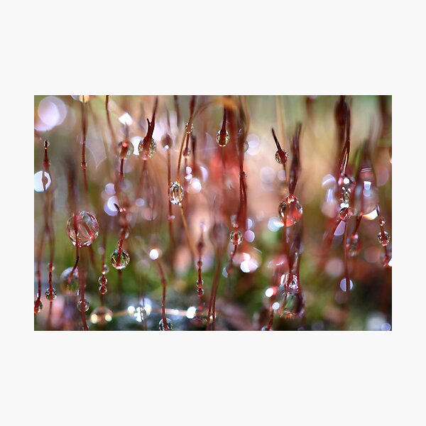 Rain Catcher Photographic Print