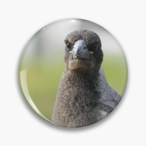 Item preview, Young Australian Magpie designed and sold by cryophytum.