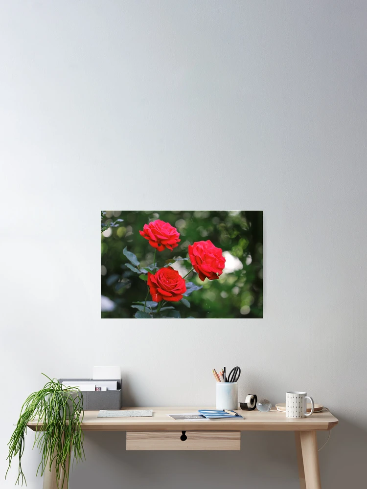 Thumbnail 2 of 3, Poster, 3 Red Roses designed and sold by cuprum.
