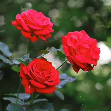 Artwork thumbnail, 3 Red Roses by cuprum