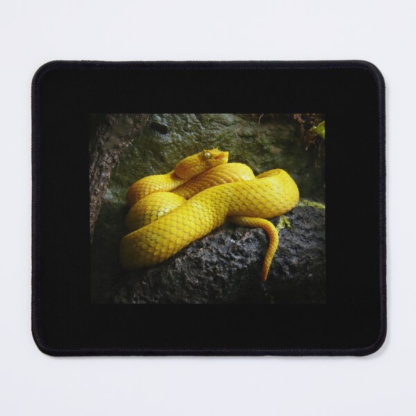 Item preview, Eyelash viper designed and sold by ivy-aiko.