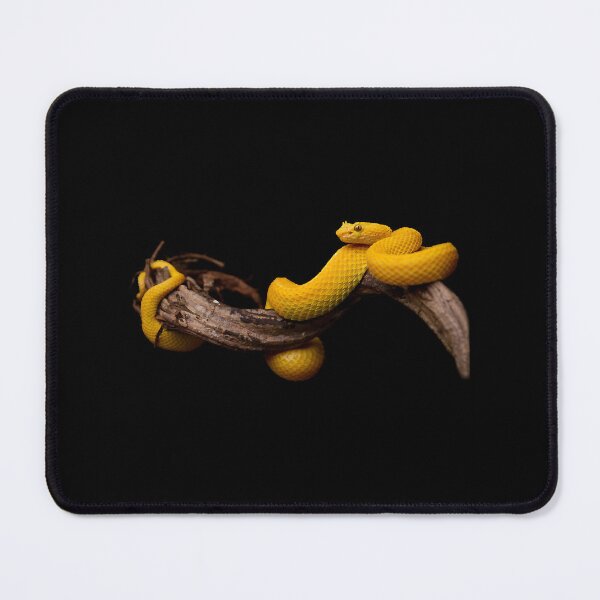 Item preview, Eyelash Viper - Bothriechis schlegelii designed and sold by ivy-aiko.