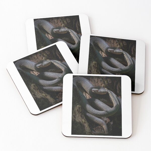 Item preview, Mangrove Pit Viper Graphic designed and sold by ivy-aiko.