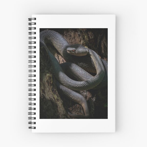 Item preview, Mangrove Pit Viper Graphic designed and sold by ivy-aiko.