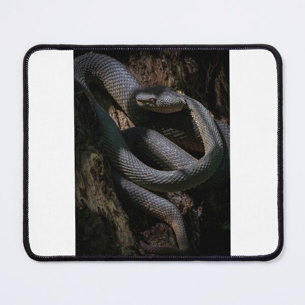 Item preview, Mangrove Pit Viper Graphic designed and sold by ivy-aiko.
