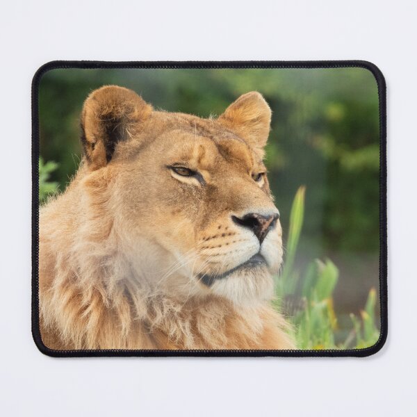 Item preview, Watchful lion designed and sold by HazelWright.