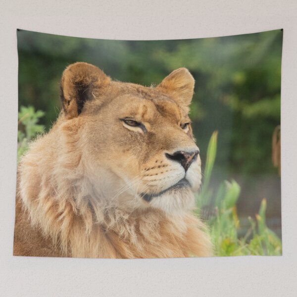 Item preview, Watchful lion designed and sold by HazelWright.