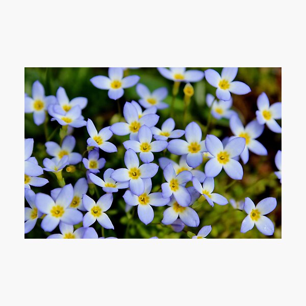 Bluets Photographic Print