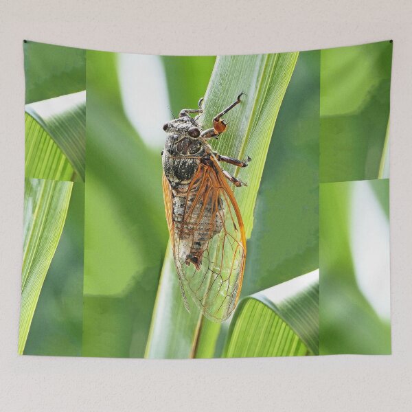 Item preview, vr /3261 / finition 2023 - The South in my garden "a cicada!" - Le Sud dans mon jardin " une Cigale ! " photo -  Okaio-Umin Créations  Olavia-Olao designed and sold by o.okaïo.