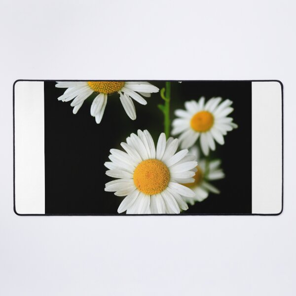Item preview, White chamomiles on black background designed and sold by olena2552.