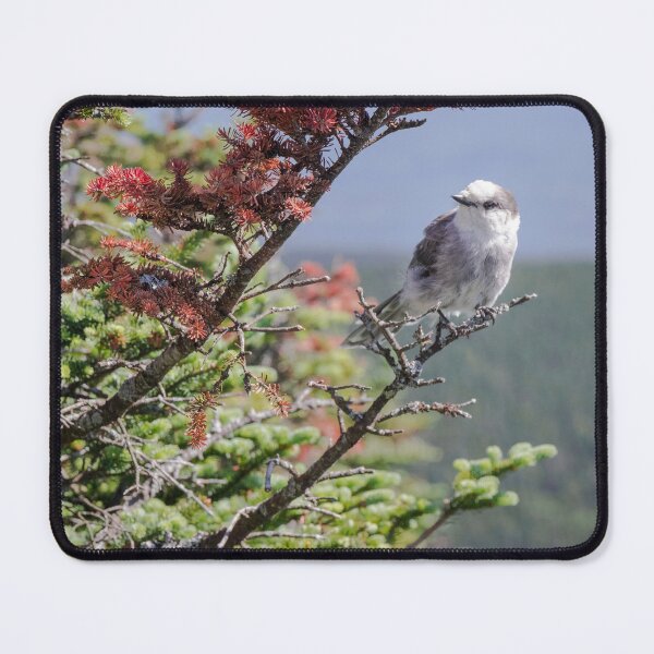 Item preview, bird photography designed and sold by AnaLoup.