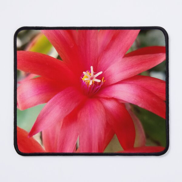 Item preview, Easter Cactus Bloom designed and sold by bjtomiko.