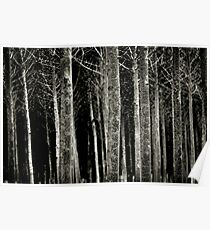 Silver Birch forest in Winter Poster