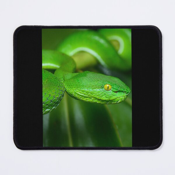 Item preview, Pit Viper Snake Graphic designed and sold by stamper-andera.