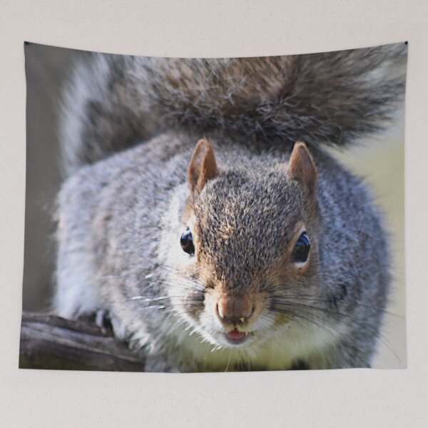 Item preview, Squirrel  designed and sold by Superpol44.
