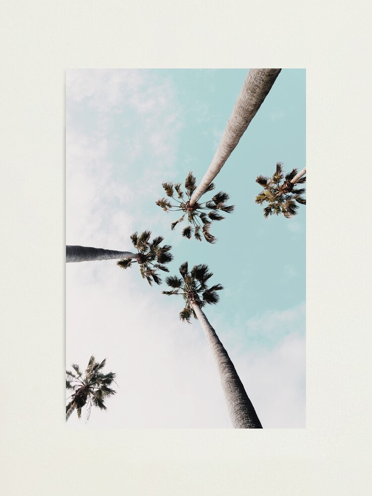 Alternate view of Palm trees Palms print Photographic Print