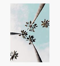 Palm trees Palms print Photographic Print