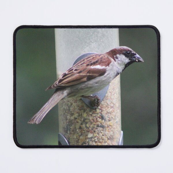 Item preview, house sparrow designed and sold by KathleenDawson.
