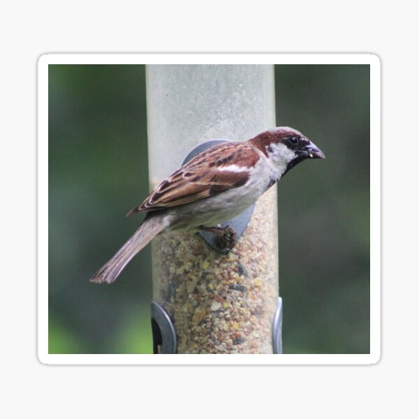 Item preview, house sparrow designed and sold by KathleenDawson.
