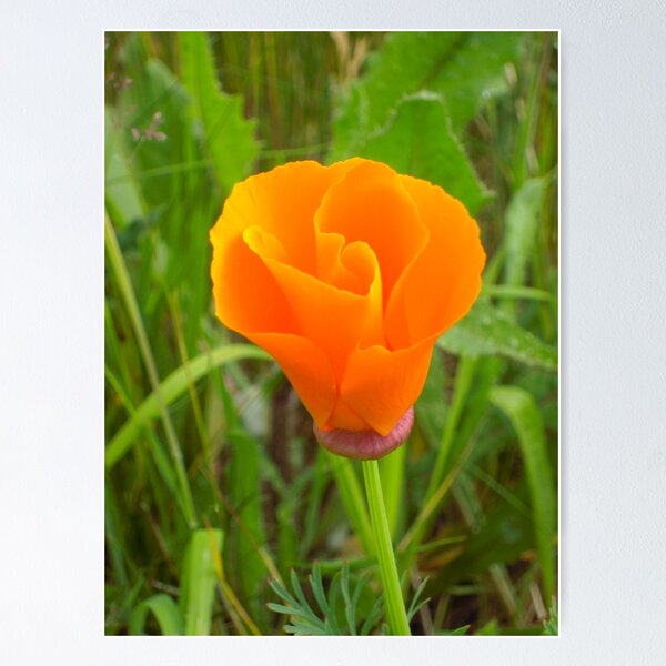 Item preview, It's Orange Poppy Season #3 designed and sold by Graham Geldard.