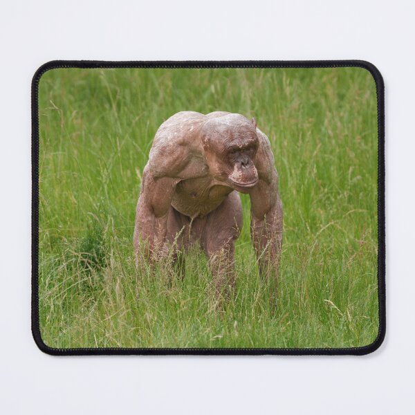 Item preview, Hairless Chimpanzee On The Move designed and sold by rawshutterbug.
