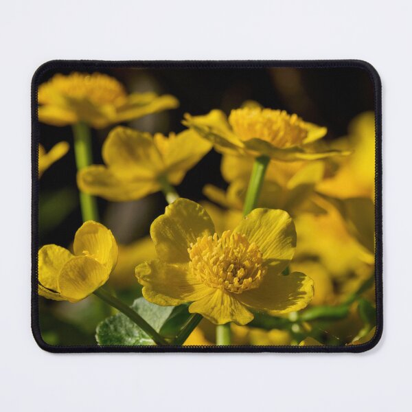 Item preview, Marsh Marigold bloom designed and sold by Jouko Lehto Photography.