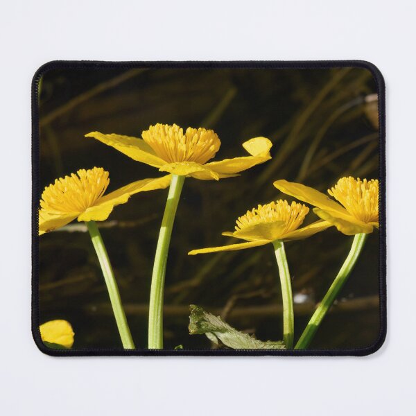 Item preview, Four of a kind. Marsh Marigold designed and sold by Jouko Lehto Photography.