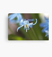 Dancing belle Canvas Print