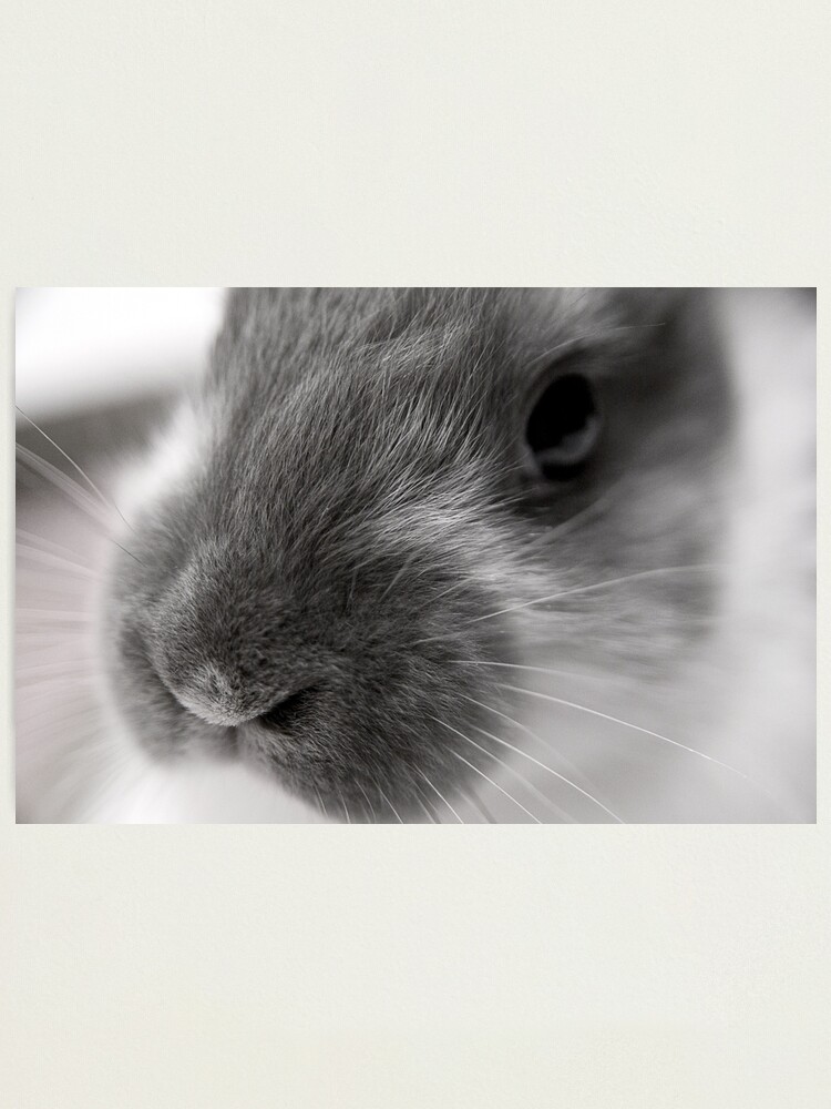 Thumbnail 2 of 3, Photographic Print, Fricassee designed and sold by DaogreerEarth.