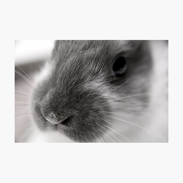 Photographic Print